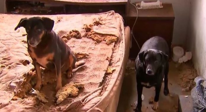 MP-PR denuncia idoso que mantinha sete cães sem água e comida