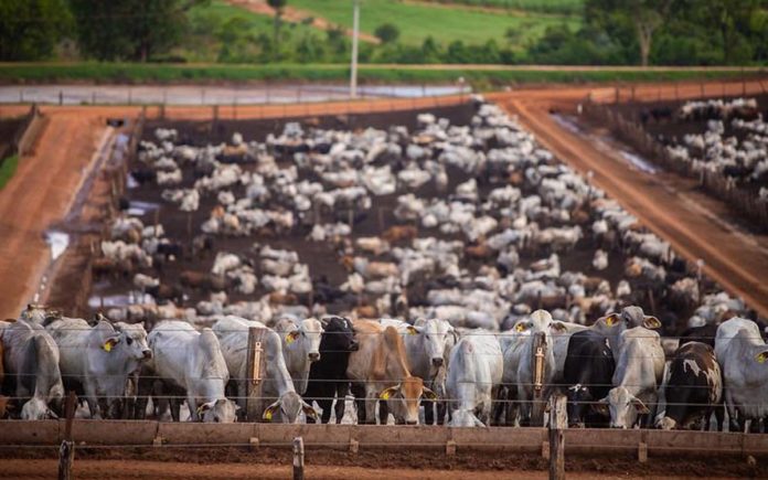 Imagem: Secretaria de Agricultura e Abastecimento de SP