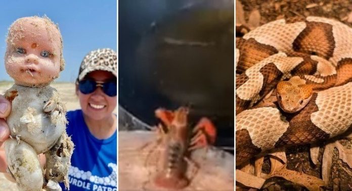 Muita gente nas redes sociais não achou uma cobra camuflada nesta imagem: você é capaz?&nbsp;Lagosta entra no óleo fervendo achando que é água e web não sabe se ri ou se chora.&nbsp;Bizarro: cientistas encontram dezenas de bonecas assustadoras em praia.&nbsp;A seguir, os conteúdos mais lidos do&nbsp;HORA 7&nbsp;na última semana!