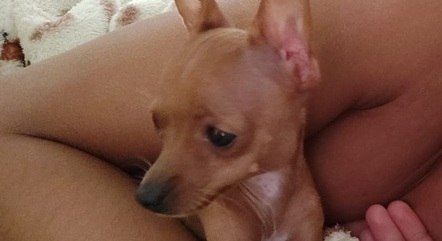 lizza-pinscher-04052022082037910.jpeg Lizza tem cinco meses
