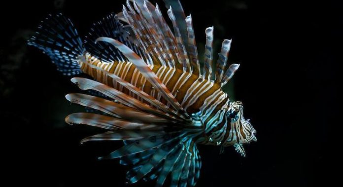 Peixe-leão possui 18 espinhos que soltam veneno