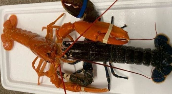 Uma lagosta comum ao lado de um raríssimo exemplar laranja