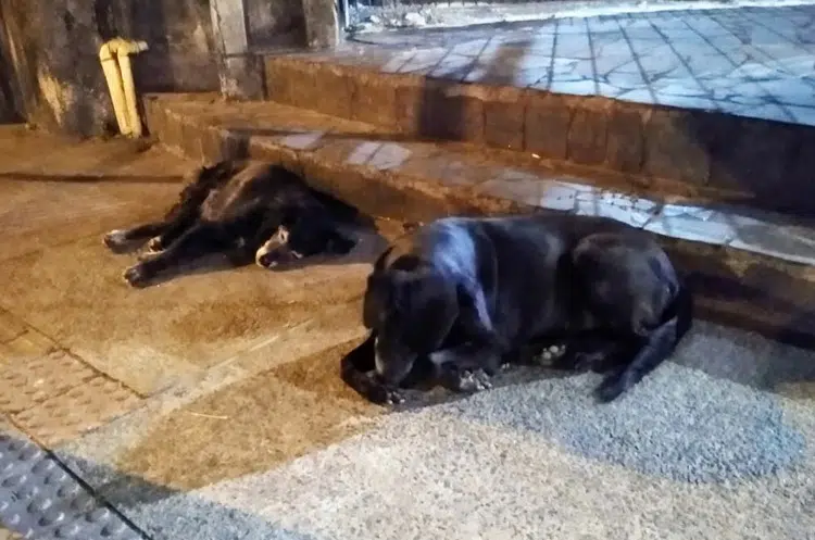 cachorros-abandonados-Rafaela-Carvalho.jpg