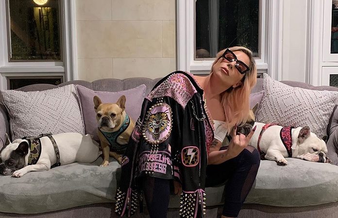 Lady-Gaga-cachorros.jpg