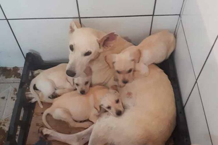 Para quitar dívida de R$ 44 mil, SJPA realiza show de prêmios neste domingo