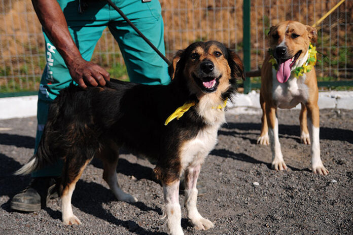 Clínica Veterinária da UFJF abre atendimentos para cães e gatos para este mês