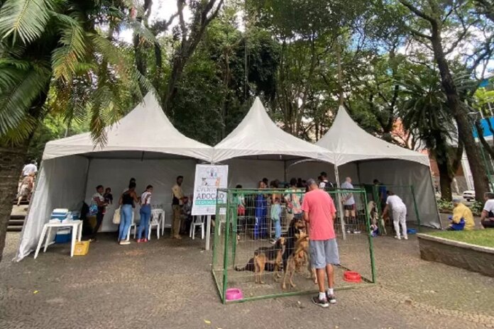 Evento de adoção de cães e gatos acontece no Parque Halfeld neste sábado