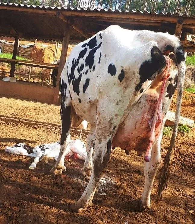 vaca_com_brucelose