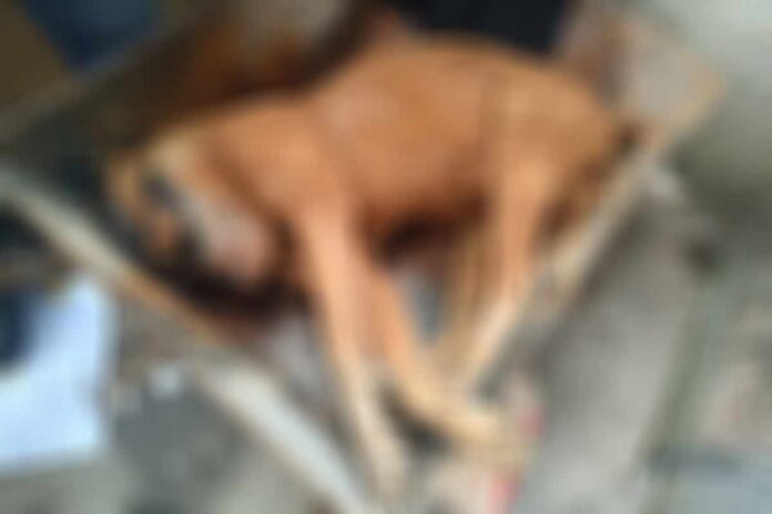 Cachorro é morto a facadas no Retiro Cachorro é morto a facadas no Retiro