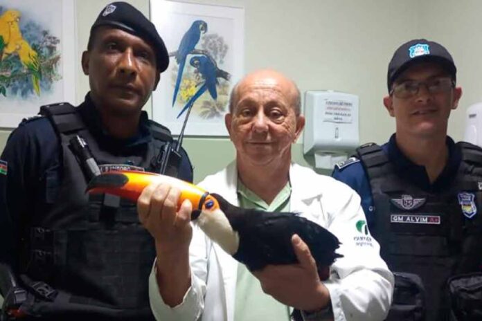 Mais de 400 animais silvestres foram recolhidos pela Guarda Municipal em 2023