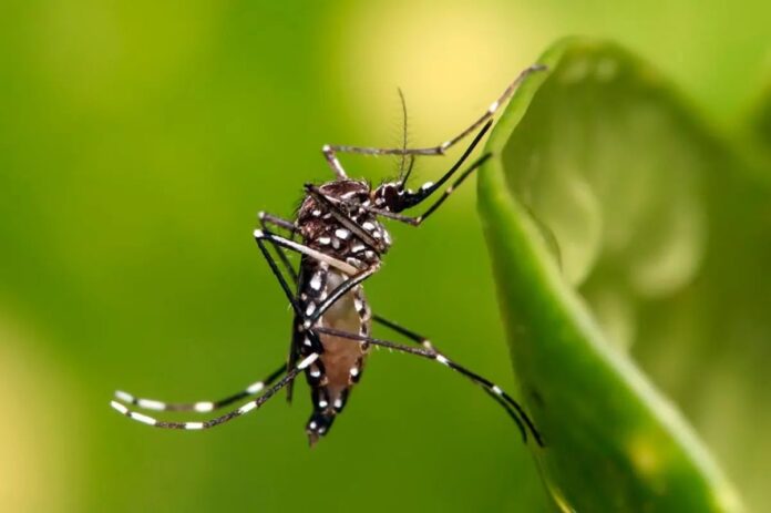 Aedes aegypti: entenda as diferenças entre as doenças transmitidas pelo mosquito