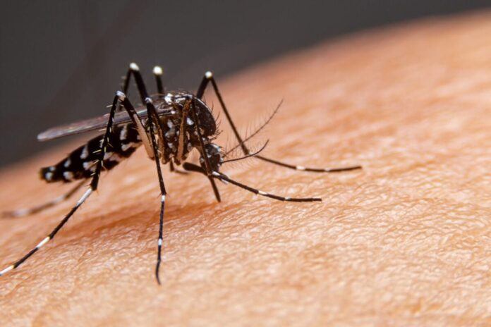 Terceiro óbito por dengue está em investigação em Juiz de Fora