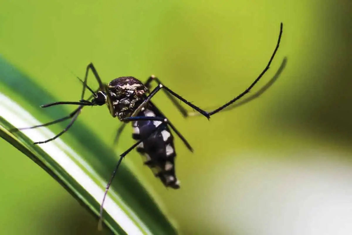 Juiz de Fora registra mais 902 casos prováveis de dengue Juiz de Fora registra mais 902 casos prováveis de dengue em uma semana