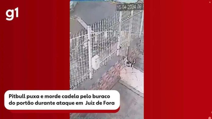 Você viu? Pitbull ataca cadela pelo portão, caminhão de cerveja é saqueado e Padre Pierre anuncia nova celebração em Juiz de Fora