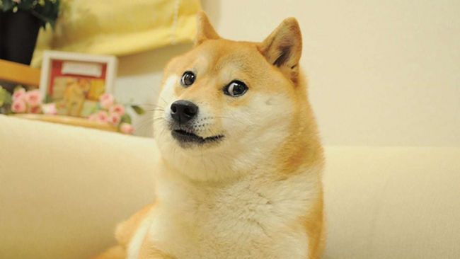 dogedoghas_4259823_650x.jpg O cão Doge morreu