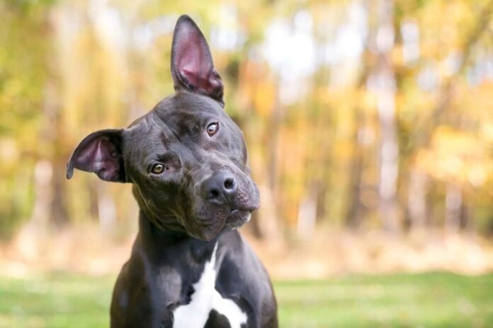 Evento para adoÃ§Ã£o de animais acontece em Juiz de Fora