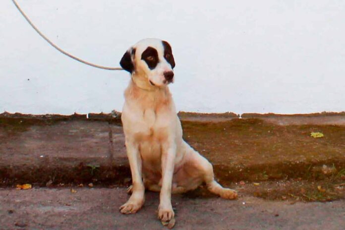 Cachorro do Canil Municipal Erika Neves