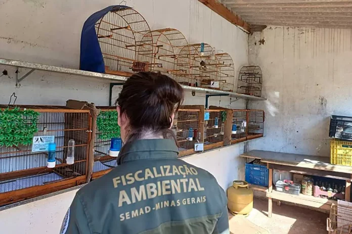 Criadores de pássaros de Muriaé serão multados em R$ 288 mil por cativeiros irregulares