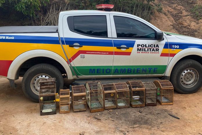 Homem Ã© preso apÃ³s denÃºncia de pÃ¡ssaros em cativeiro e posse ilegal de arma
