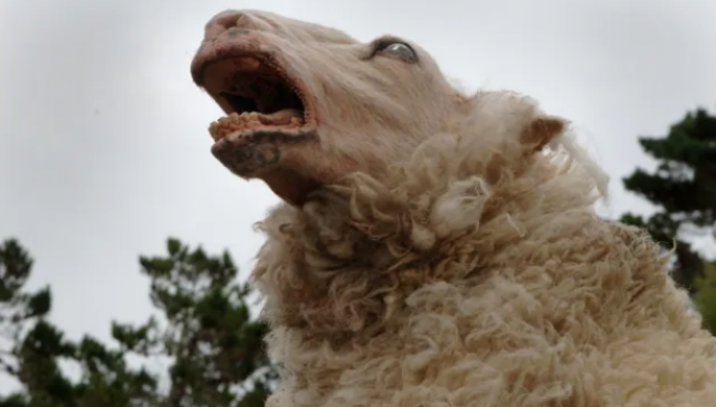 blacksheepis_4388263_650x.png Black Sheep 2
