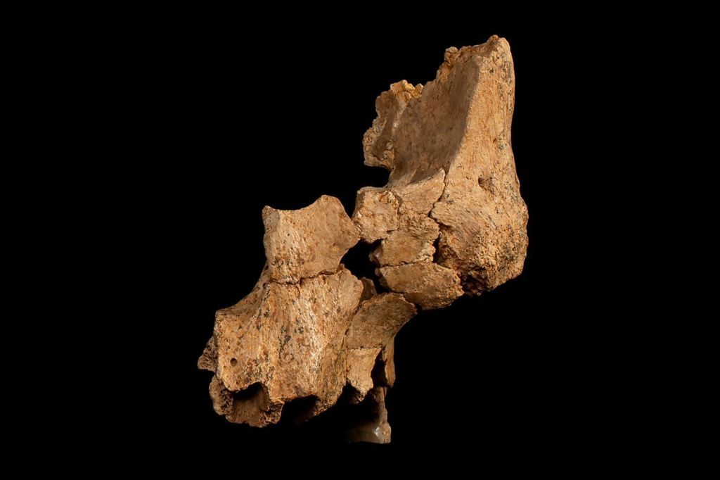 Fóssil original, chamado ATE7-1, da face média de um hominídeo misterioso recuperado no sítio Sima del Elefante, nas Montanhas Atapuerca, perto de Burgos, Espanha