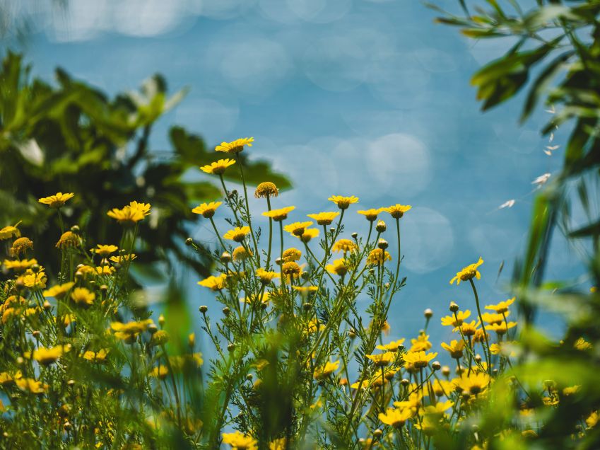 Compartilhar belas fotos da natureza pode ser uma forma diferente de se conectar com quem você gosta • Unsplash/Engin Akyurt