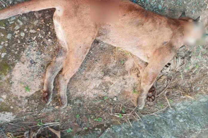 Onca parda atropelada PMMAmb