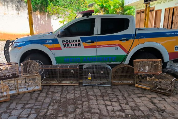 PM de Meio Ambiente multa em R$ 28 mil cativeiro irregular de pássaros em Carangola