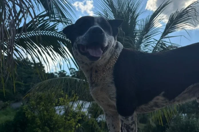cachorro juninho