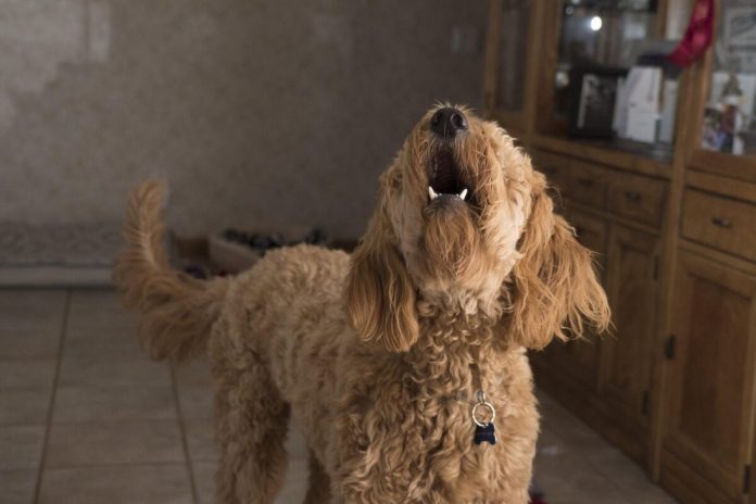Cachorro latindo muito: o que pode ser? Cachorro latindo muito: o que pode ser?