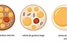Sem Ozempic: estudo mostra alternativa para controlar a obesidade em idosos | CNN Brasil Além das gorduras branca e marrom, a gordura bege foi descoberta em 2008 • ALAB Laboratoria/Divulgação