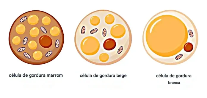 Além das gorduras branca e marrom, a gordura bege foi descoberta em 2008 • ALAB Laboratoria/Divulgação
