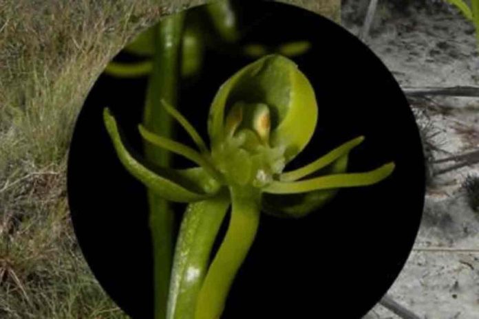 Nova espécie de orquídea é descoberta em unidade de conservação Nova espécie de orquídea é descoberta em unidade de conservação no Norte de Minas