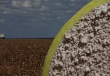 Exportações de algodão baiano crescem 1.350% em três safras | CNN Brasil