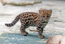Cetras de Juiz de Fora já devolveu quase 900 animais silvestres à natureza em 2026; saiba o que fazer ao encontrar um gato-do-mato-leonardo-costa