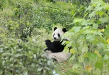 Pandas gigantes nos EUA: entenda a “diplomacia” da China com os ursos | CNN Brasil Fu shuang - Base de Pesquisa de Chengdu para Criação de Pandas Gigantes • REUTERS