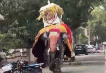 Criatura misteriosa no México provoca medo e intriga nas redes sociais Vídeo: elefante se assusta em festival na Índia e provoca pânico geral